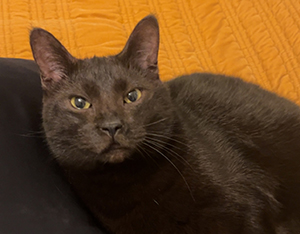 Beatiful black cat laying on a navy pillow with a burnt orange background comforter